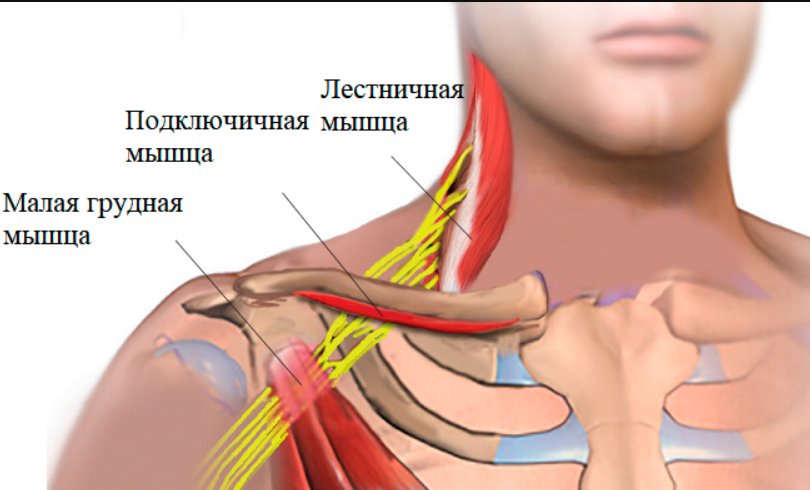 Подключичная мышца